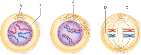 Identify each numbered part of the following illustration. -centriole