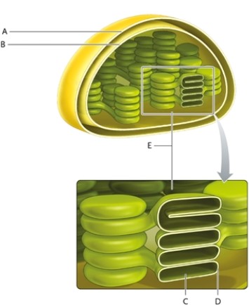Match the terms and descriptions with the correct labelled part in the fllowing illustration. A labelled part may be used once, more than once, or not at all. -place to find chlorophyll