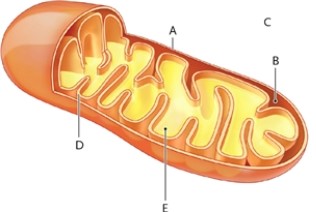 Refer to the illustration of a mitochondrion. Match the labelled parts of the mitochondrion with the steps of cellular respiration. A labelled part may be used once, more than once, or not at all. a.outer mitochondrial membrane b.intermembrane compartment c.cytosol d.inner mitochondrial membrane e.matrix oxidative phosphorylation