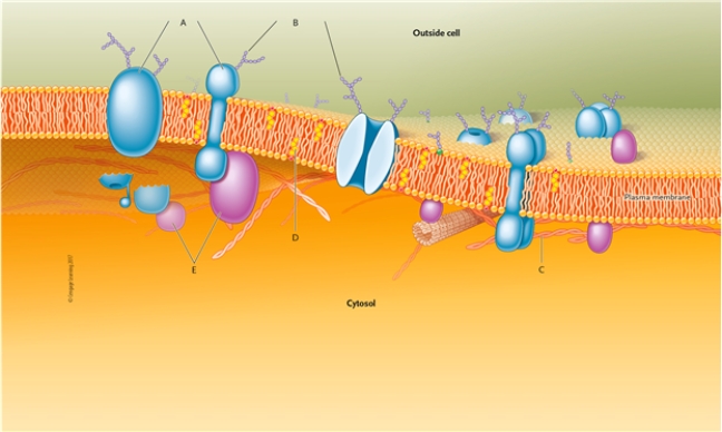 Identify the structures indicated in this drawing of a typical plasma membrane.   peripheral proteins<div style=padding-top: 35px> 