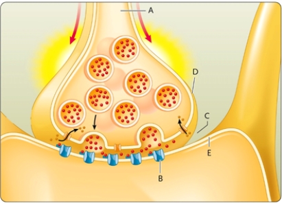 <strong>Figure 45-1 In the chemical synapse in Figure 45-1which structure represents the axon of the presynaptic neuron?</strong> A) structure E B) structure D C) structure C D) structure A