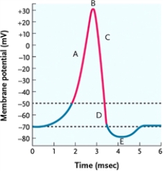 <strong>Figure 45-2 In the action potential diagram in Figure 45-2, at what point are Na<sup>+</sup> inactivation gates opening and K<sup>+</sup> activation gates closing?</strong> A) point E B) point D C) point B D) point A