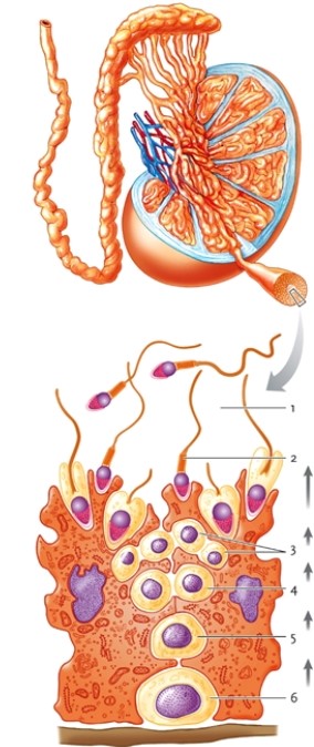 <strong>Figure 45-4 In Figure 45-4, which number identifies the sensory hair cells?</strong> A) 18 B) 20 C) 21 D) 22