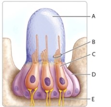 Identify each lettered part of the neuromast shown.   -supporting cell