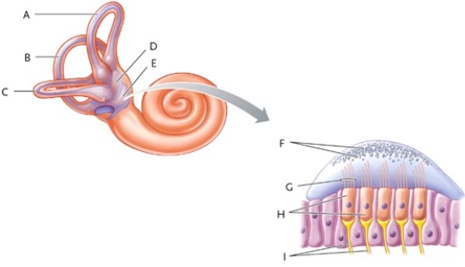 Identify each lettered part of the vestibular apparatus shown.   -saccule
