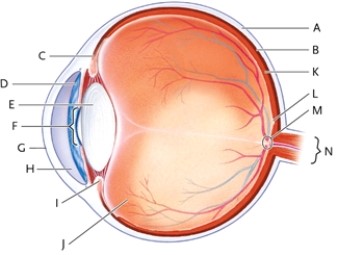 Identify each lettered part of the human eye shown.   -pupil