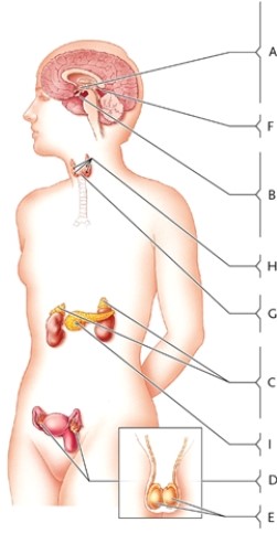 Select a term or phrase from the numbered list to correspond to each labelled endocrine gland in the illustration. The terms and phrases in the numbered list may be used more than once. -production site of hormone involved in water balance by increasing nephron permeability to water