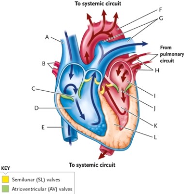Identify the following structures on the picture. -valve (two valves are labelled)