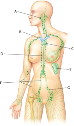 Identify the following structures on the picture. -thoracic duct