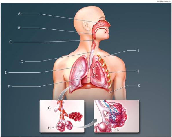 Use the list of terms to identify each lettered structure in the diagram of the human respiratory system. Write your answers in the spaces provided. Identify structure A: Identify structure B: Identify structure C: Identify structure D: Identify structure E: Identify structure F: Identify structure G: Identify structure H: Identify structure I: Identify structure J: Identify structure K: Identify structure L: