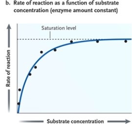 <strong>Figure 3-1 What does it mean when an enzyme is saturated?</strong> A) It means the enzymes need more reactants. B) It means the enzymes have sufficient reactants available for optimal activity. C) It means the enzymes cannot continue to catalyze the reaction. D) It means the reaction is at equilibrium.