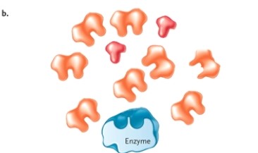<strong>Figure 3-2 Which sentence best describes the process of competitive inhibition? Refer to Figure 3-2.</strong> A) The inhibitor binds and directly blocks the active site of the enzyme. B) The products of the reaction block the active site of the enzyme. C) The substrate and cofactors compete for the active site. D) The inhibitor binds to a site other than the active site of the enzyme and blocks enzyme activity indirectly.