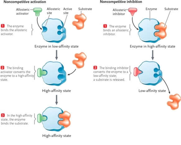 <strong>Figure 3-3 Refer to Figure 3-3. What does it mean when an enzyme has an allosteric activator?</strong> A) The product of the enzyme, or another downstream product, will bind to the enzyme at a site other than the active site and inhibit enzyme activity. B) The product of the enzyme, or another downstream product, will bind to the enzyme at the active site and stimulate enzyme activity. C) The product of the enzyme, or another downstream product, will bind to the enzyme at a site other than the active site and stimulate enzyme activity. D) The product of the enzyme, or another downstream product, will bind to the enzyme at the active site and inhibit enzyme activity.