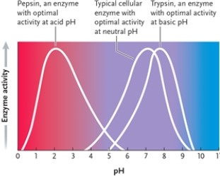 <strong>Figure 3-5 Refer to the graph in Figure 3-5. Which phrase best describes what the graph represents?</strong> A) enzyme activity as a function of pH in a fairly neutral environment B) enzyme activity as a function of pH in a strongly acidic environment C) enzyme activity as a function of temperature D) enzyme activity as a function of pH in a strongly basic environment