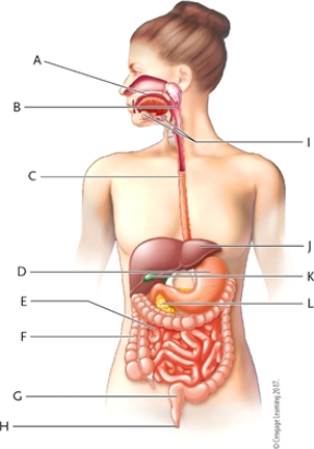 Use the list of terms to identify each lettered item in the diagram of the digestive system. -salivary glands