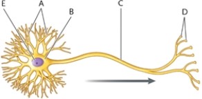 <strong>Figure 38-1 In the diagram of a neuron in Figure 38-1, what is part D?</strong> A) the dendrites B) the glial cell C) the axon D) the axon terminals