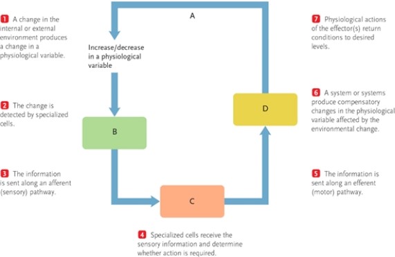 <strong>Figure 38-2 In Figure 38-2, how would you identify negative feedback component B?</strong> A) as an effector B) as a stimulus C) as a response D) as a sensor