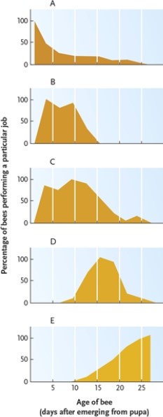 Figure 32-1 -In Figure 32-1, which graph represents the age span of worker bees primarily occupied by feeding the brood?