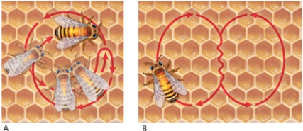 <strong>Figure 32-2 In Figure 32-2, what does the bee do if the food source being communicated about is close to the hive?</strong> A) The bee performs the waggle dance, which is image A. B) The bee performs the round dance, which is image A. C) The bee performs the waggle dance, which is image B. D) The bee performs the round dance, which is image B.