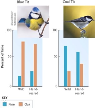 <strong>Figure 32-3 What does Figure 32-3 illustrate?</strong> A) Habitat preference in both blue tits and coal tits is innate. B) Habitat preference in blue tits is learned but in coal tits it is innate. C) Habitat preference in both blue tits and coal tits is learned. D) Blue tits instinctively prefer pine trees while coal tits instinctively prefer oak trees.