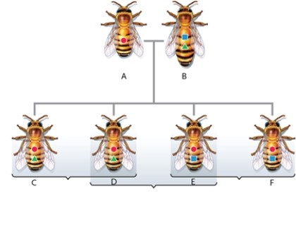 Figure 32-4 -In Figure 32-4, what percentage of its total genome does bee A donate to its offspring?