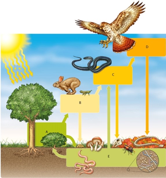 Match the term that corresponds to the appropriate lettered box in the image.   detritivores and decomposers<div style=padding-top: 35px> 