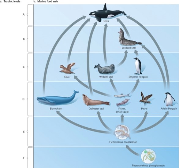 Use the terms in the list to identify each lettered portion of the food web. top carnivore