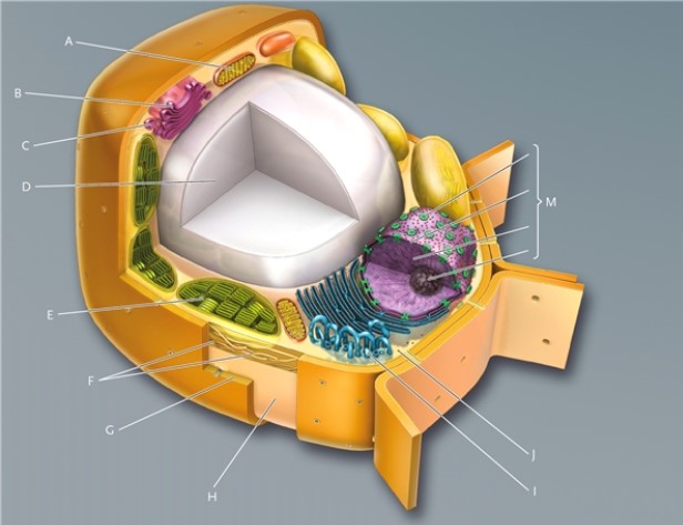 In this drawing of a eukaryotic plant cell, identify the cellular structures indicated.   -mitochondrion