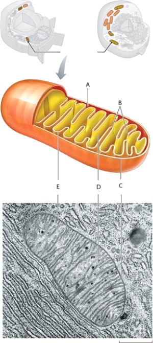 In this drawing of a mitochondrion, identify the structures indicated. -matrix