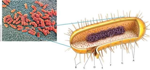 In this drawing of a prokaryotic cell, identify the cellular structures indicated. -nucleoid