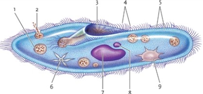 <strong>Figure 24-1 In Figure 24-1, what is the structure labelled as number 7?</strong> A) the gullet B) the mitochondrion C) the micronucleus D) the macronucleus