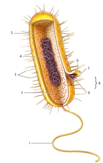 <strong>Figure 23-1   In the diagram of a bacterial cell in Figure 23-1, which type of cell is represented?</strong> A) a Gram-positive bacterium B) any prokaryotic cell C) an archaeal cell D) a Gram-negative bacterium <div style=padding-top: 35px> 