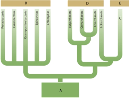 <strong>Figure 23-2   In the phylogenetic tree in Figure 23-2, which branch identifies the common ancestor of all modern organisms?</strong> A) branch A B) branch B C) branch C D) branch D <div style=padding-top: 35px> 