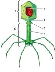 <strong>Figure 22-1   In Figure 22-1, which number identifies the head?</strong> A) 5 B) 4 C) 2 D) 1 <div style=padding-top: 35px> 