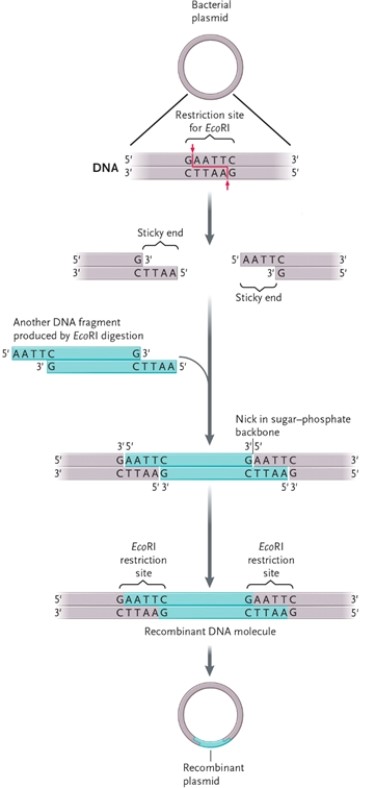 Figure 14-1 -According to Figure 14-1, which of the following was used to digest a DNA fragment that results in the following sequence? AATTC---------G G---------CTTAA