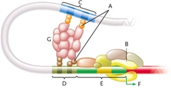 Identify each labelled part of this illustration of eukaryotic DNA. coactivator multiprotein complex