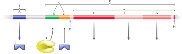 Identify each labelled part on the illustration of the Lac operon. transcription termination site