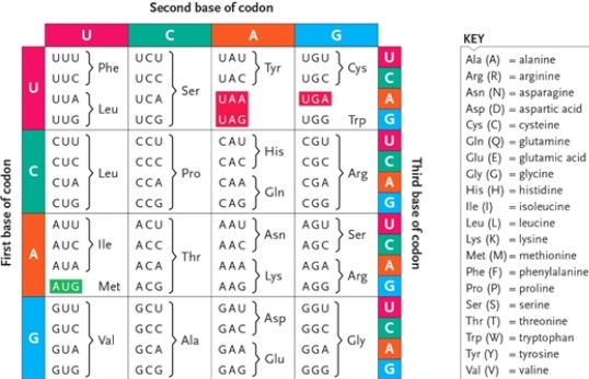 <strong>Genetic Code Table In the genetic code table, the incorporation of which amino acid is directed by the start codon for translation?</strong> A) methionine B) phenylalanine C) lysine D) glycine