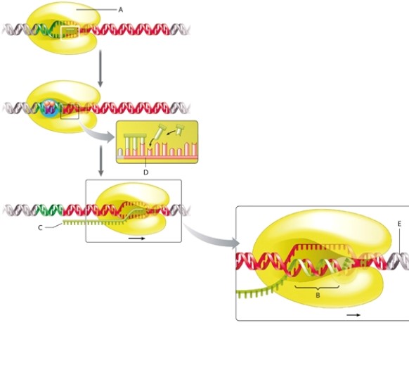 <strong>Transcription Diagram In the transcription diagram, what is the name of item B?</strong> A) DNA double helix B) RNA-DNA hybrid C) complementary DNA strand D) RNA copy