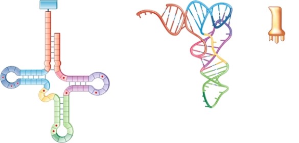 <strong>Figure 12-1 What does the structure in Figure 12-1 represent?</strong> A) a molecule of tRNA B) a molecule of snRNA C) a molecule of mRNA D) a molecule of pre-mRNA