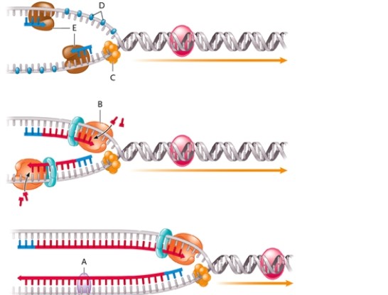 <strong>Figure 11-2 In Figure 11-2, what does the structure labelled D represent?</strong> A) single-stranded binding protein B) DNA ligase C) primase D) helicase