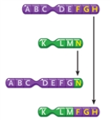 <strong>Figure 10-1   In Figure 10-1, what type of change in the chromosomes is depicted?</strong> A) an inversion B) a deletion C) a reciprocal translocation D) a duplication <div style=padding-top: 35px> 
