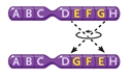<strong>Figure 10-2   In Figure 10-2, what type of change in the chromosomes is depicted?</strong> A) a reciprocal translocation B) a duplication C) an inversion D) a deletion <div style=padding-top: 35px> 