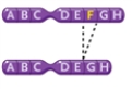 <strong>Figure 10-4   In Figure 10-4, what type of change in the chromosomes is depicted?</strong> A) an inversion B) a deletion C) a reciprocal translocation D) a duplication <div style=padding-top: 35px> 