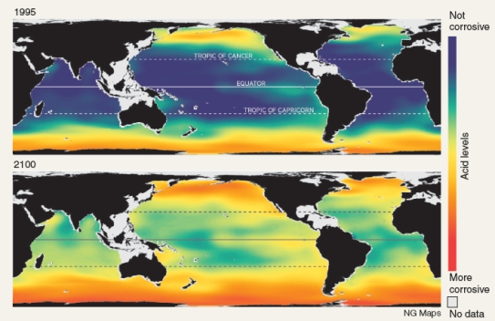 <strong>The computer models below show acidity of ocean waters in 1995 and 2100. What can be interpreted from the models about ocean acidification? 1. Plant and animals in the Arctic and Antarctic are likely to be the first and also the most affected by ocean acidification. 2. Since coral reefs are susceptible to acid bleaching, if water acidity around the equator increases as projected then coral reefs will be affected.</strong> A)1 B)2 C)Both 1 and 2 can be interpreted from the models. D)There is not sufficient information in these models for them to be interpreted.