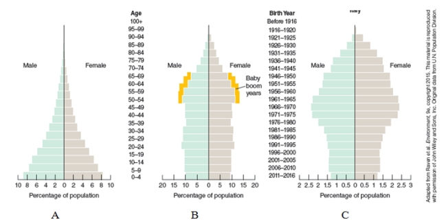 <strong>What conclusions can be drawn about the populations shown in the age structure pyramids below?  </strong> A)The populations are likely to increase in size in the near future. B)The elderly people are dying more quickly than in the past. C)Fertility rates in these countries are high. D)The populations are in either slow or zero growth and thus quite stable. <div style=padding-top: 35px> 