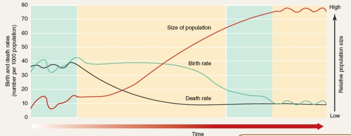 <strong>During which of the four stages of demographic transition shown below does the population grow the most rapidly?      </strong> A)Industrial B)Preindustrial C)Postindustrial D)Transitional <div style=padding-top: 35px> 