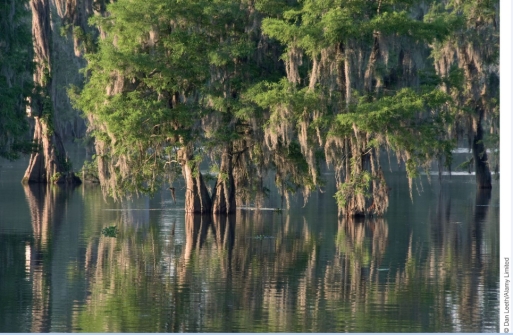 <strong>What kind of ecosystem is pictured here? </strong> A)Fresh water lake B)Freshwater swamp C)Salt marsh D)Tropical rainforest