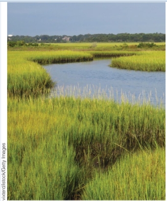 <strong>What kind of ecosystem is pictured here? </strong> A)Savanna B)Temperate grassland C)Salt marsh D)Tropical grassland