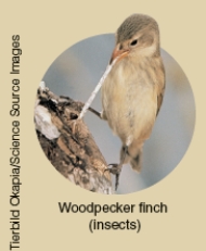 <strong>Which of the following ecological concepts is illustrated by Darwin's Finches as shown below? </strong> A)Ecological succession B)Comparative anatomy C)Co-evolution D)Resource partitioning